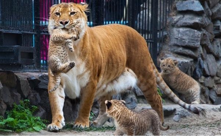 除了狮虎兽，你还知道哪些突破生殖隔离而诞生的动物（狮狮虎兽）