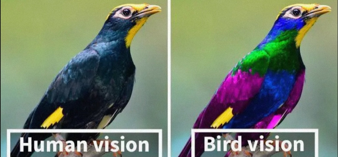 鸟类的感官视觉有多强？(与鸟相比，人类仿佛是色盲)