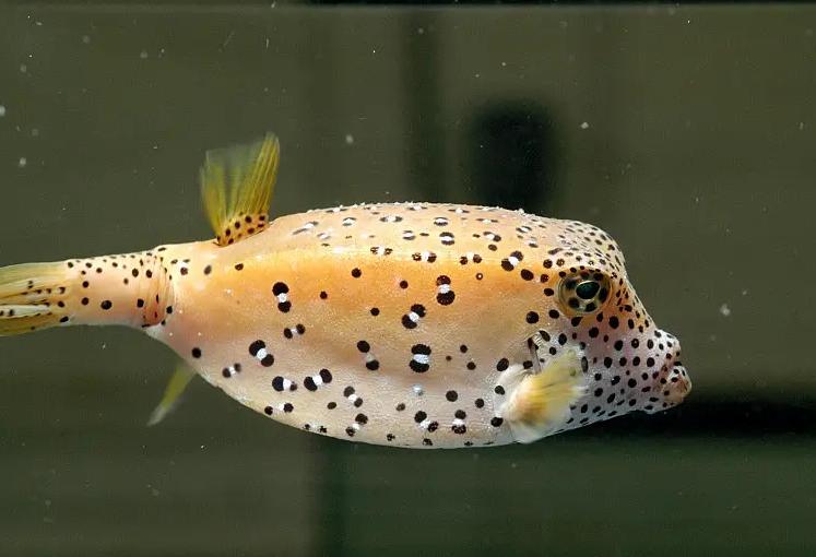世界上最“方”的鱼，它们是怎么在水里自由穿梭的？