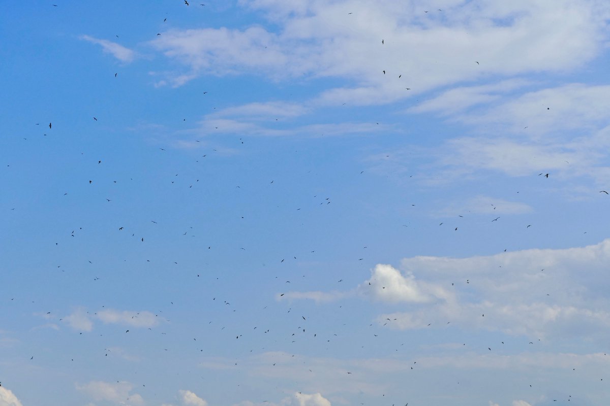 数亿蚂蚁飞向天空！但并不一定是坏事（飞行蚂蚁日）