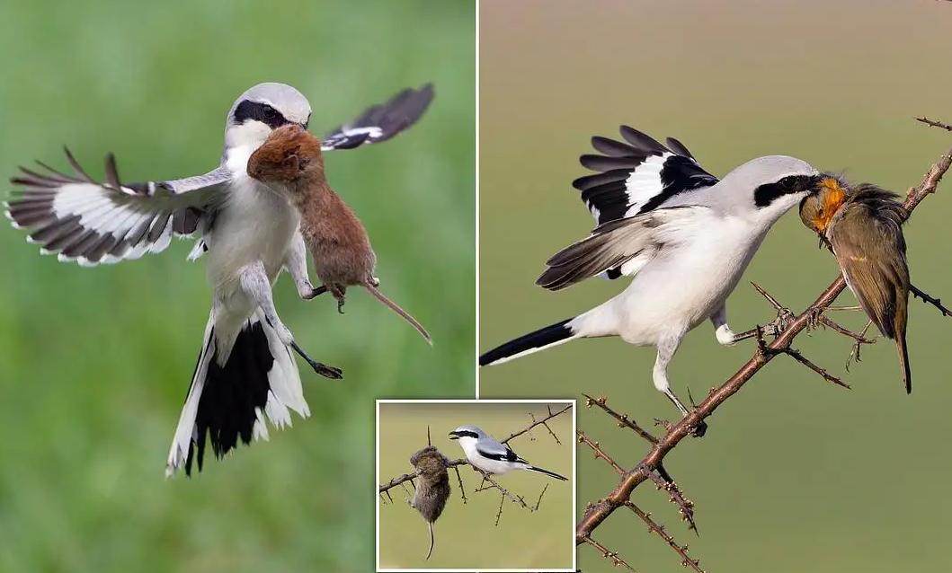 最会“撸串”的小鸟，别看它可爱，捕杀猎物的手法连老鹰都折服