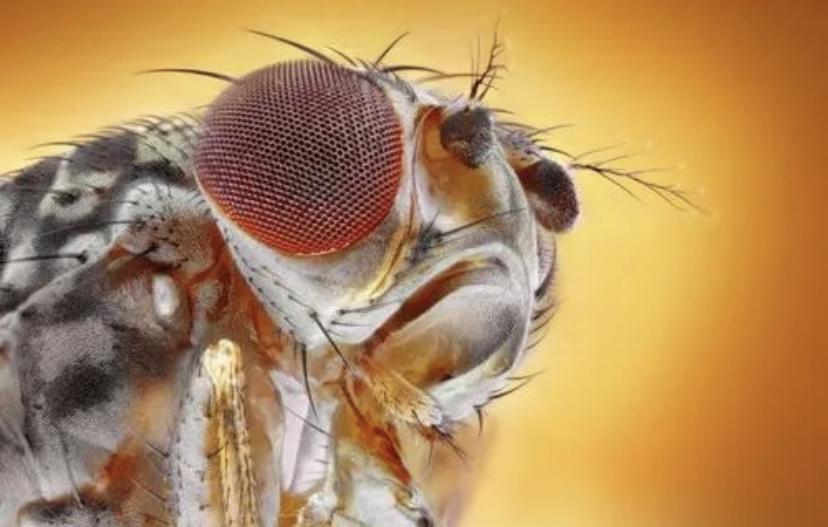 有科学家在果蝇的身上验证了，睡眠可以增加大脑可塑性