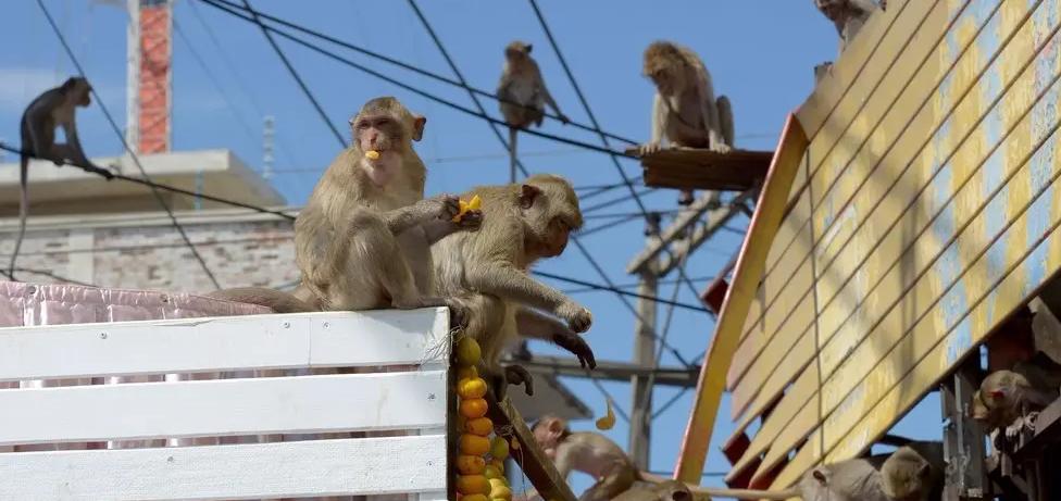 真实版《猩球崛起》，泰国这座城市被猴子霸占人们被迫住铁网里