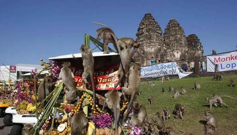 真实版《猩球崛起》，泰国这座城市被猴子霸占人们被迫住铁网里