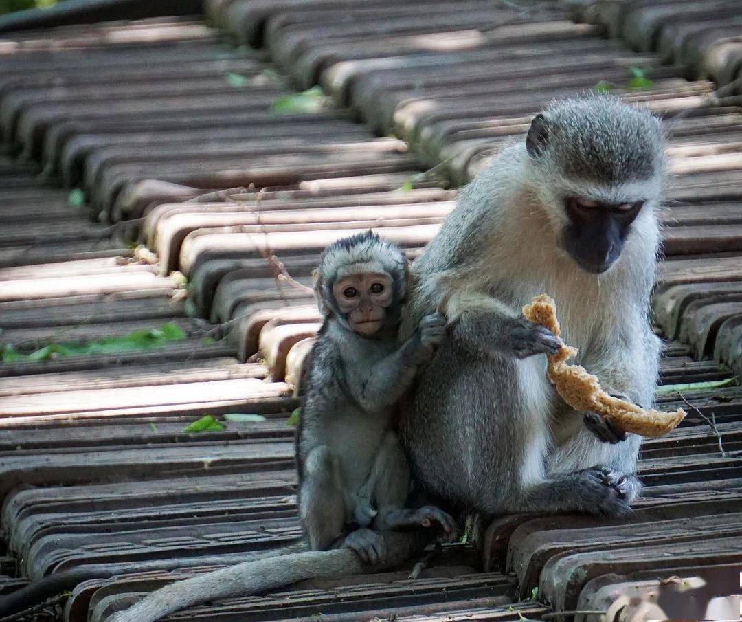 巴西猴子大量使用石制工具，早就进入石器时代（智慧生物）
