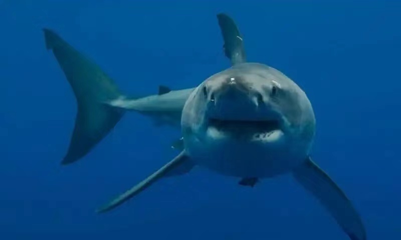 30岁还未成年？这种远古鲨鱼的生长极其缓慢，格陵兰鲨