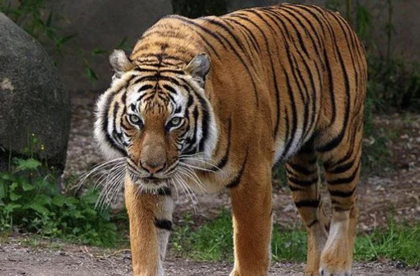 有专家认为，世界上仅剩的100多只马来虎现身，人类见证它们灭绝