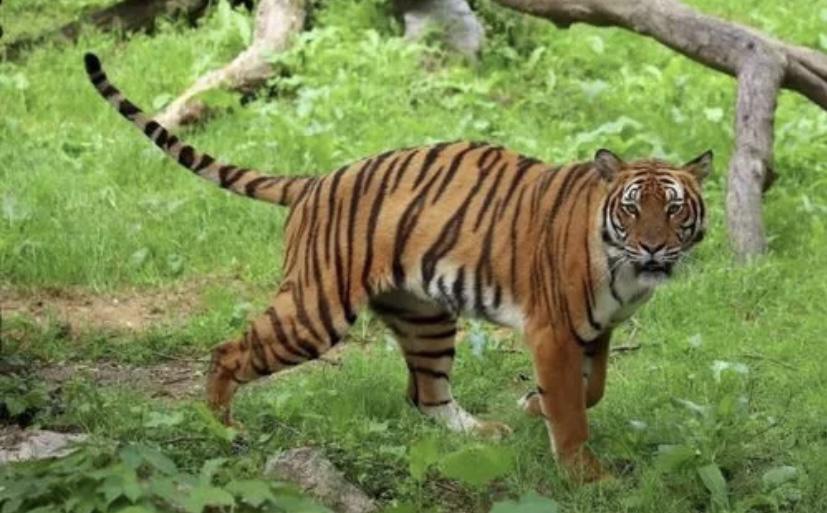 一种十分罕见的野生老虎，在马来西亚再度现身，人们十分震惊