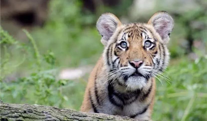一种十分罕见的野生老虎，在马来西亚再度现身，人们十分震惊