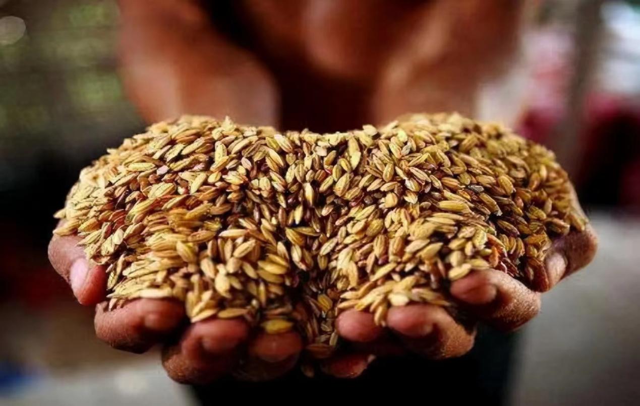 全球粮食危机越来越严重，据报告有两亿人都面临着饥荒