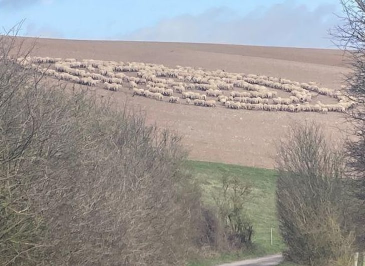 英国惊现“羊群怪圈”，群羊组成规则的神秘图案，究竟怎么回事？
