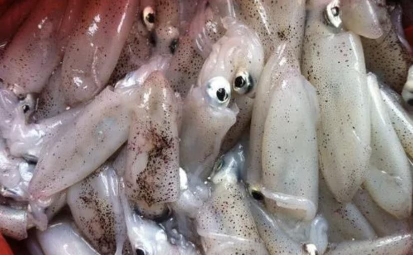 在我国的广西北海出现数量庞大的鱿鱼，是因为什么原因造成的？