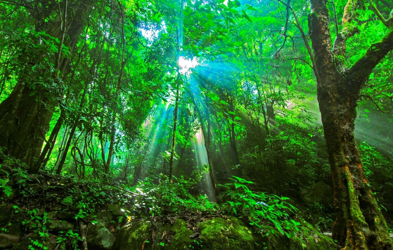 德国卫星对准各国森林，我国有大片绿色（植树造林）