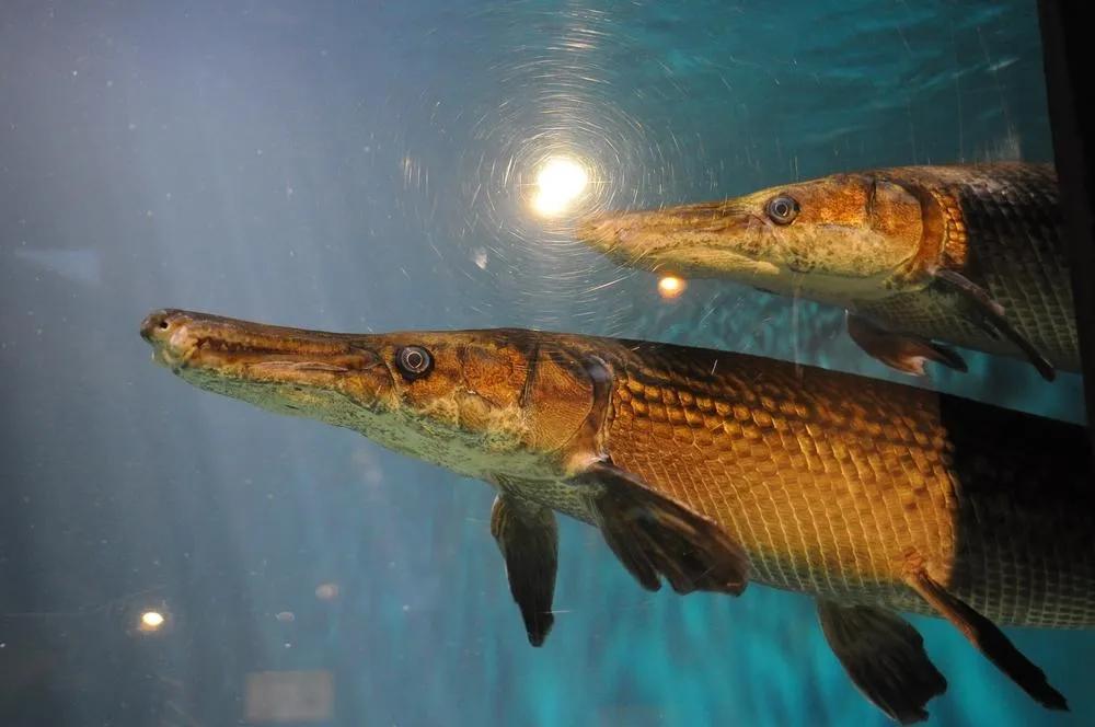 出现在厦门的史前大鱼，没有人敢吃，于是把它活埋了（鳄雀鳝）