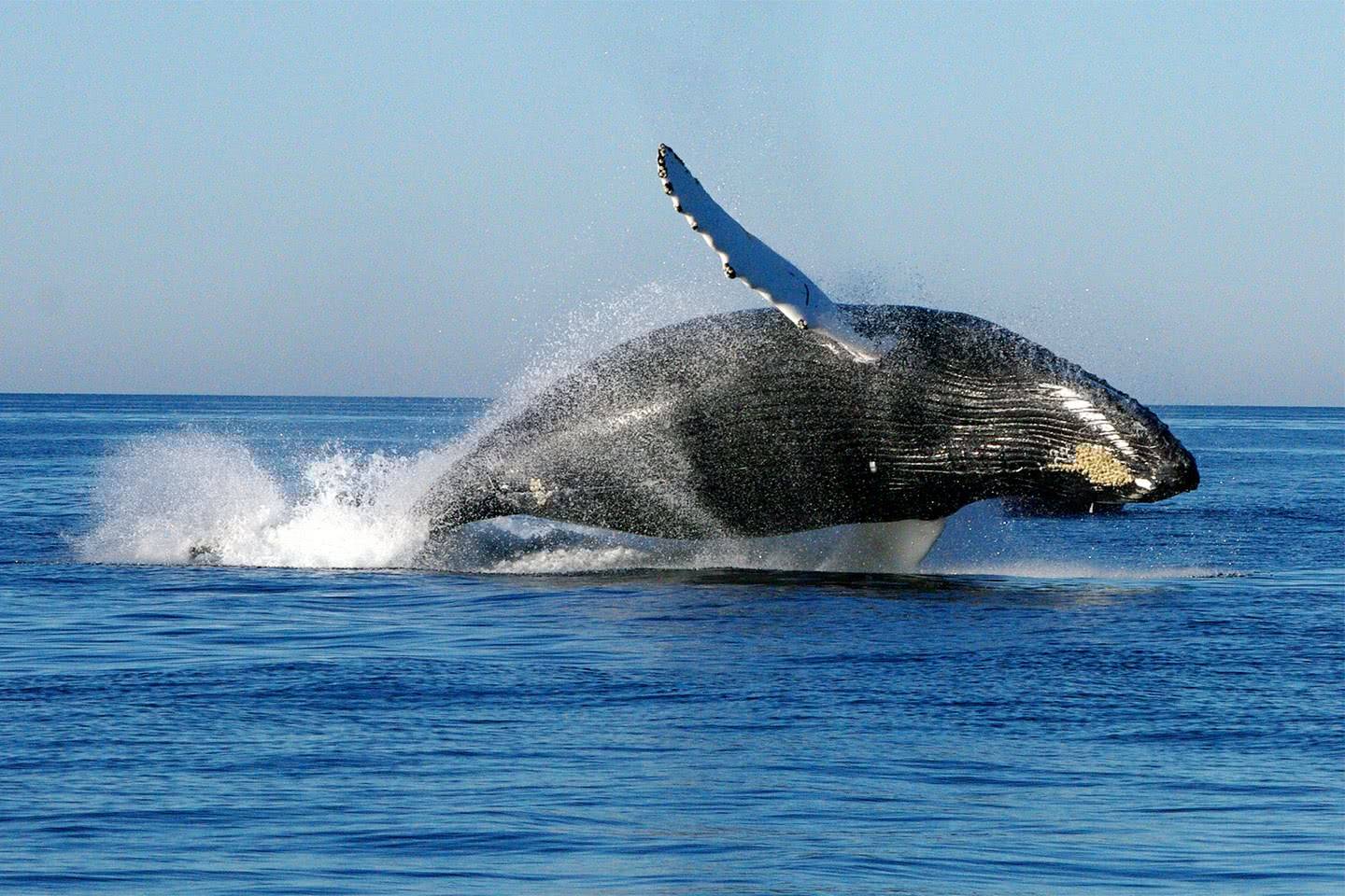 超70头死鲸现美国西海岸，引起专家重视（非自然死亡）