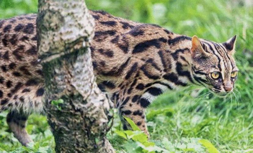 广东梅州等地有豹猫闯进农户家中咬死牲畜，农户对此束手无策。