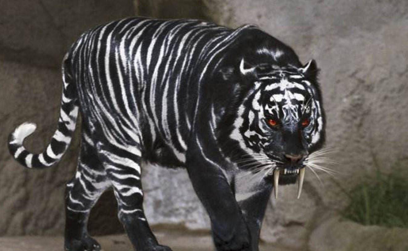 黑色老虎出现在印度，现在缺打不过一般老虎（基因突变）