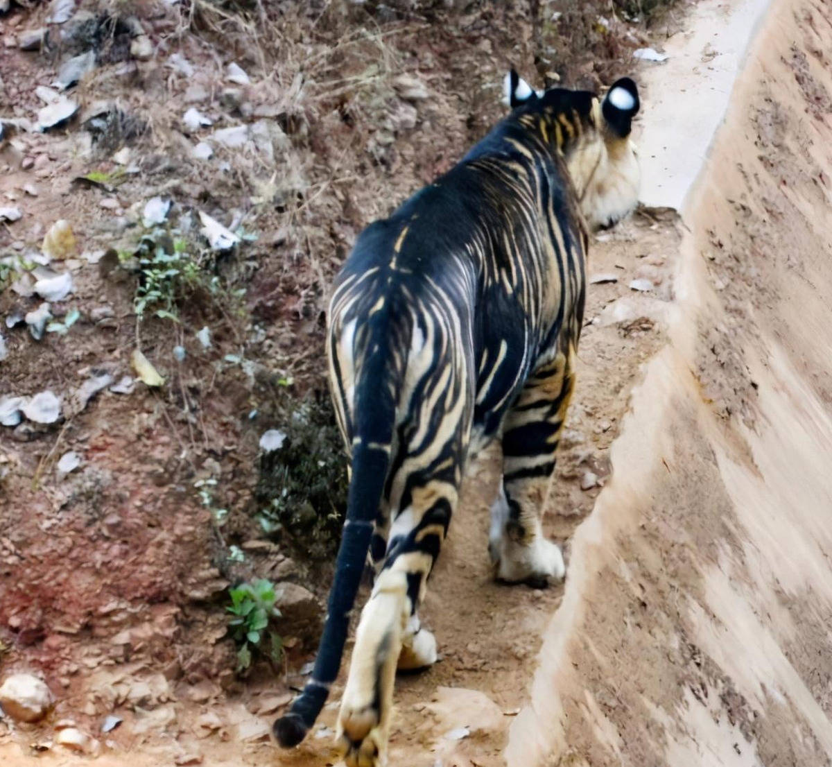 黑色老虎出现在印度，现在缺打不过一般老虎（基因突变）