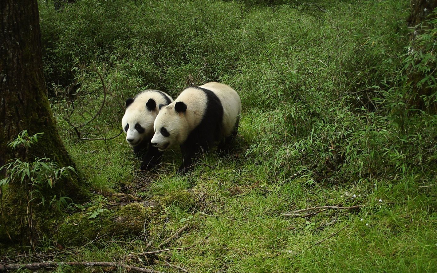 陕西一头野生熊猫死亡，专家说是被淹死（山上掉落）