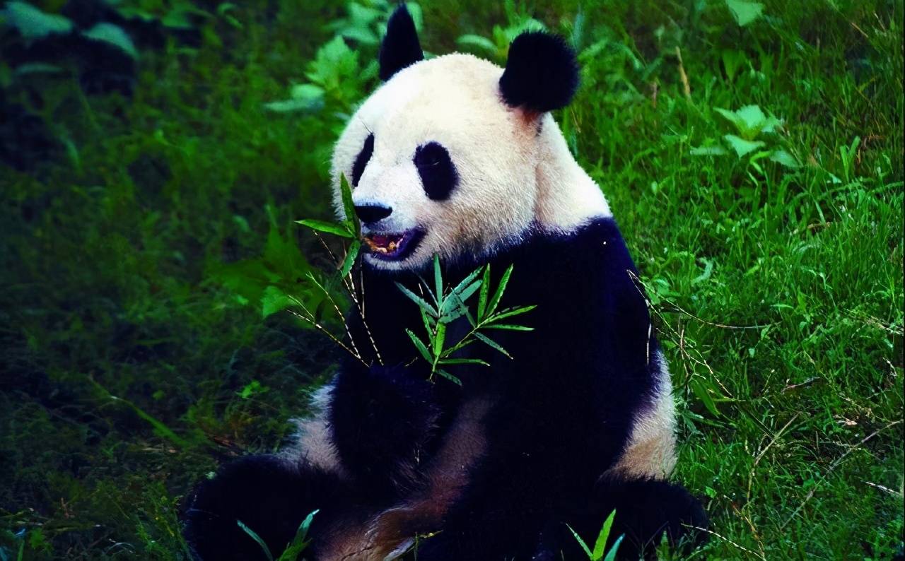 陕西一头野生熊猫死亡，专家说是被淹死（山上掉落）