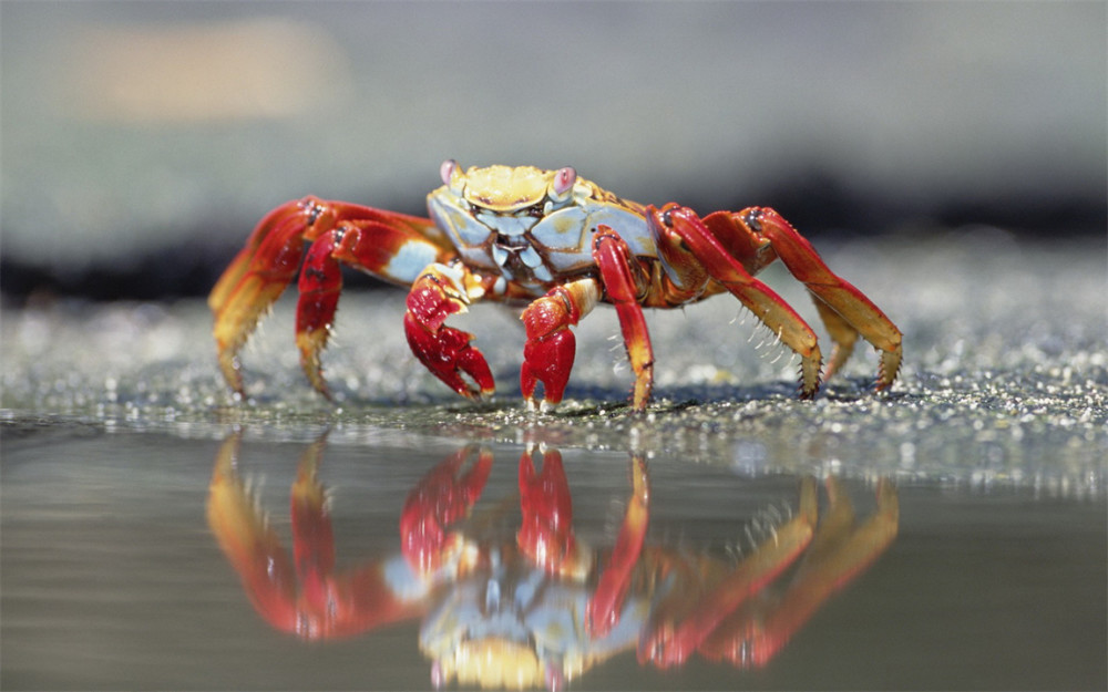 螃蟹也能感知疼痛？英国专家：禁止活煮螃蟹，会和人一样痛苦