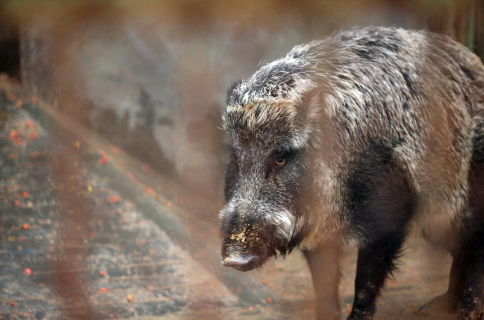 四川野猪泛滥成灾，捕猎队两天仅杀了八头，捕猎野猪到底有多难？