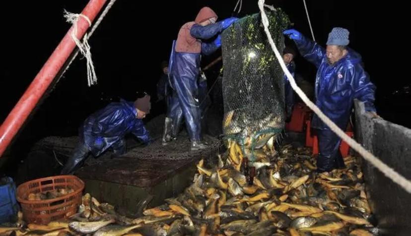 我国浙江某地的渔民，捕捞到了4000多斤重的野生大黄鱼，一夜暴富