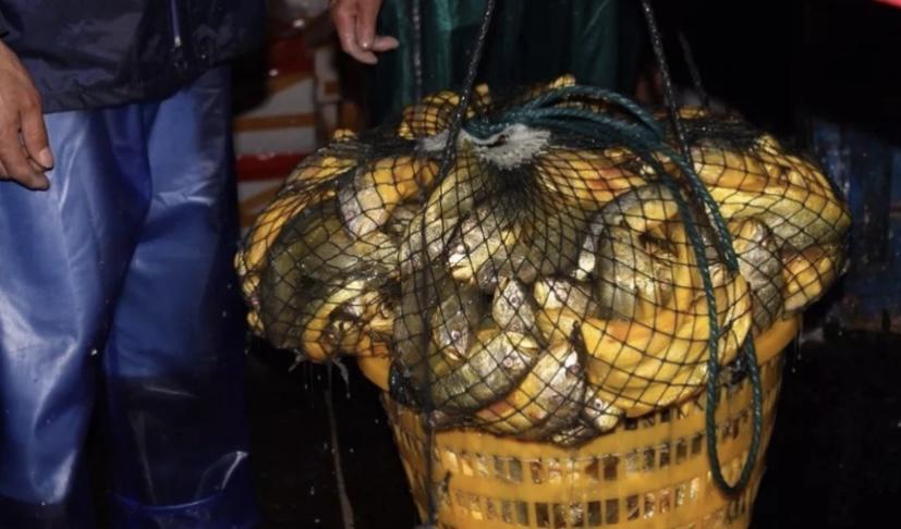 我国浙江某地的渔民，捕捞到了4000多斤重的野生大黄鱼，一夜暴富