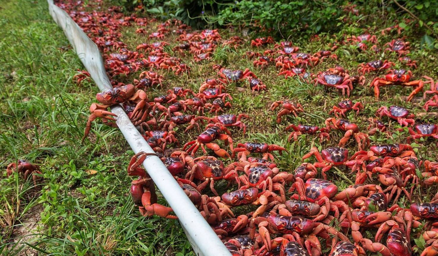 澳大利亚满黄红蟹泛滥，为何不能进口（体内有毒）