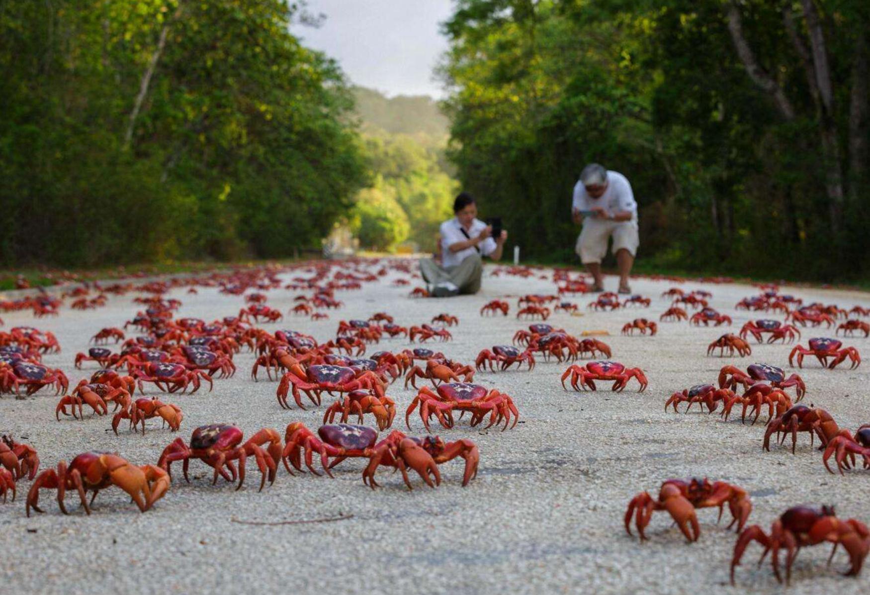 澳大利亚满黄红蟹泛滥，为何不能进口（体内有毒）