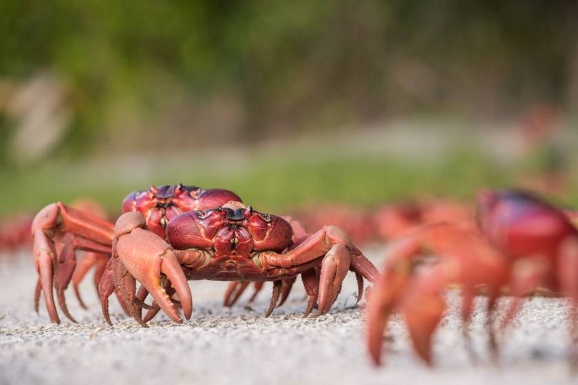 澳大利亚5000万只红蟹大迁徙，海岸线全被染红有毒真的不能吃吗