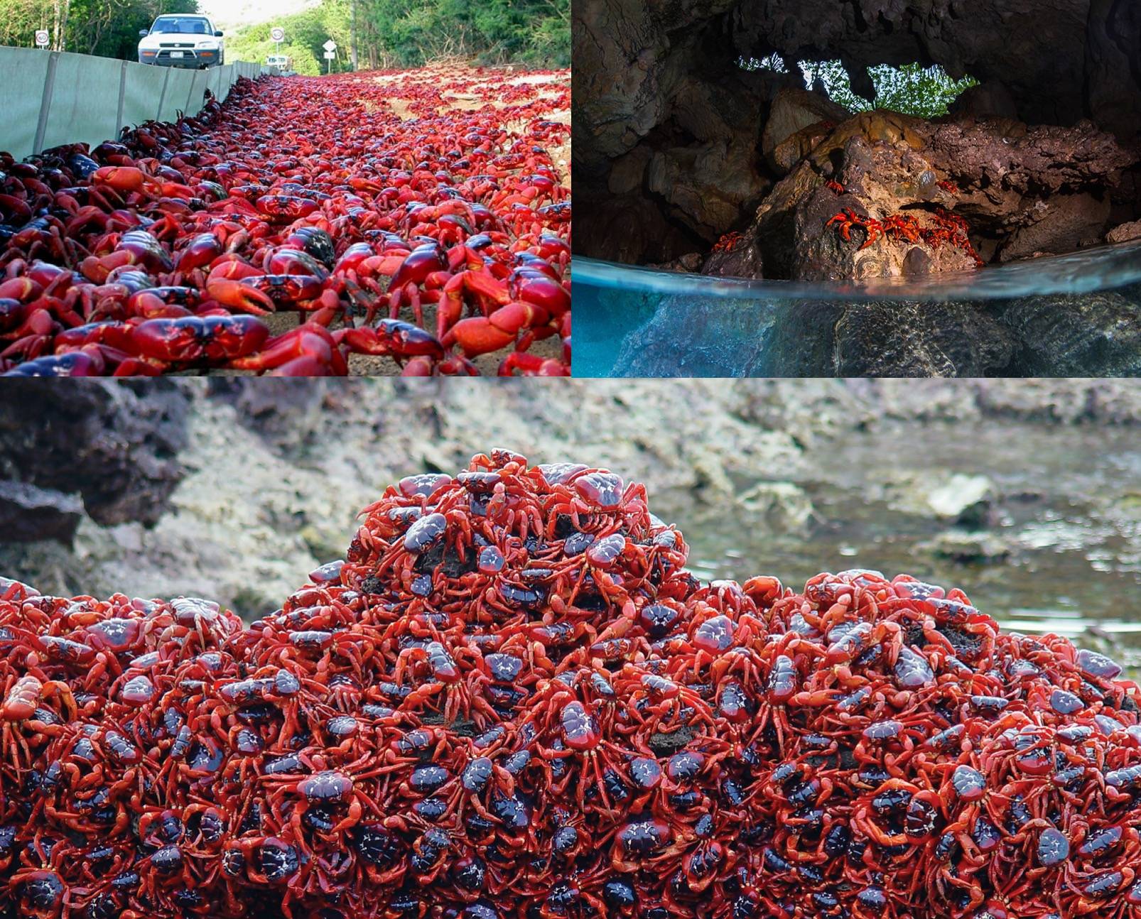 澳大利亚5000万只红蟹大迁徙，海岸线全被染红有毒真的不能吃吗