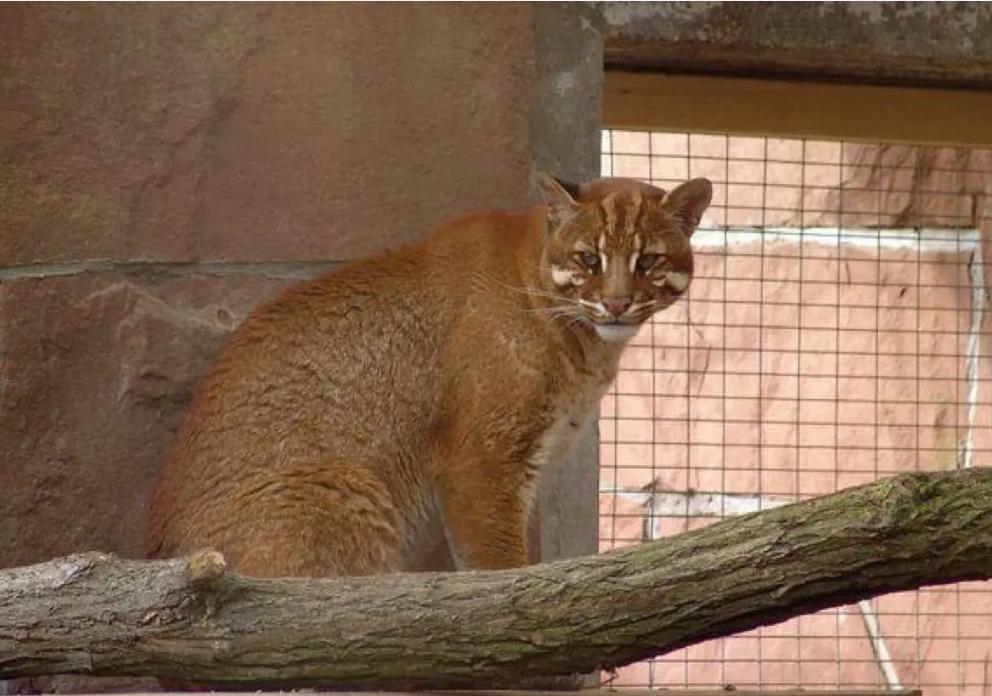 广西一石山上发现大型猫科动物，会是灭绝的野生华南虎吗？