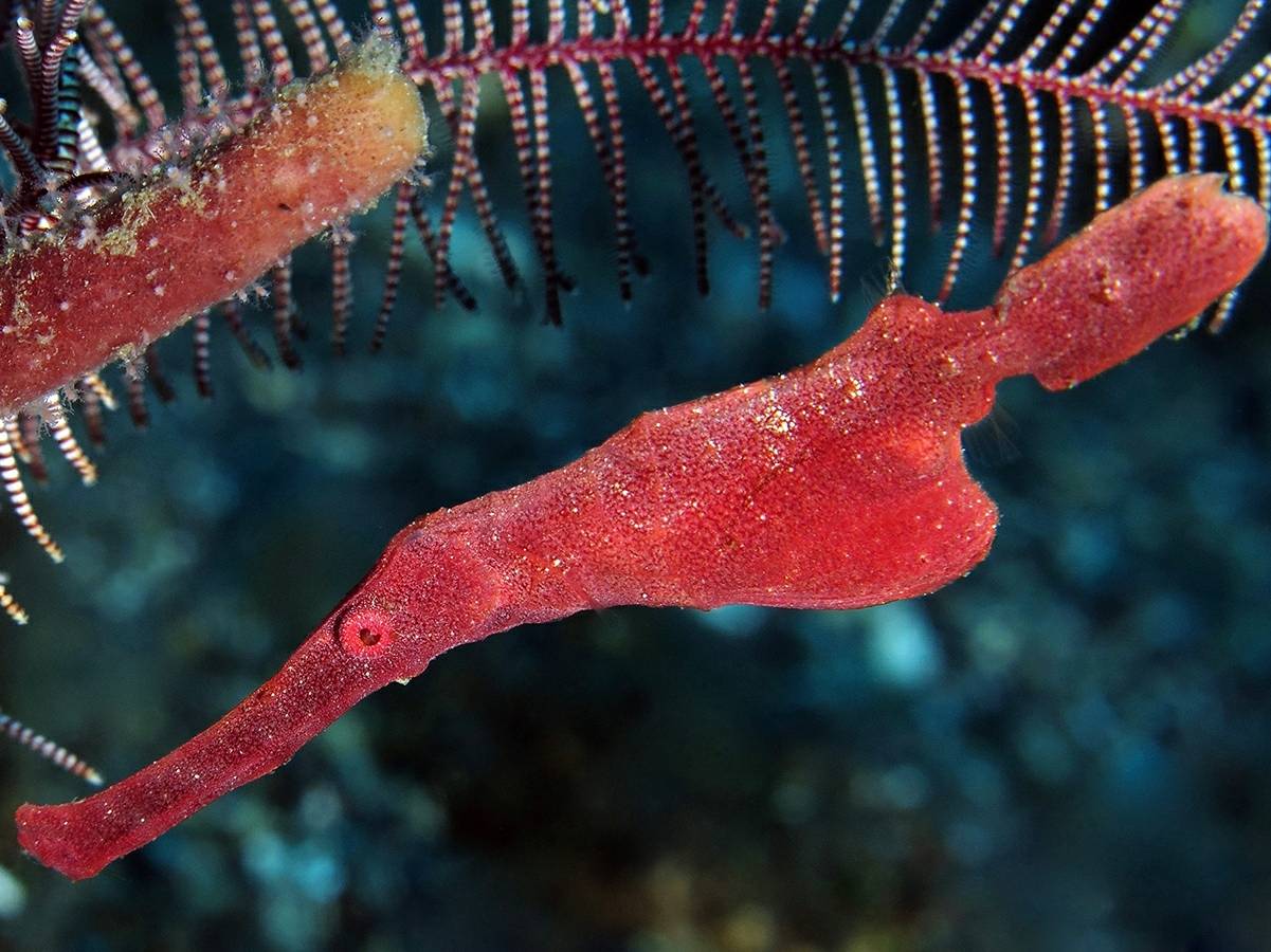 海底发现新物种，形状似类外星人的脸（迷幻躄鱼）