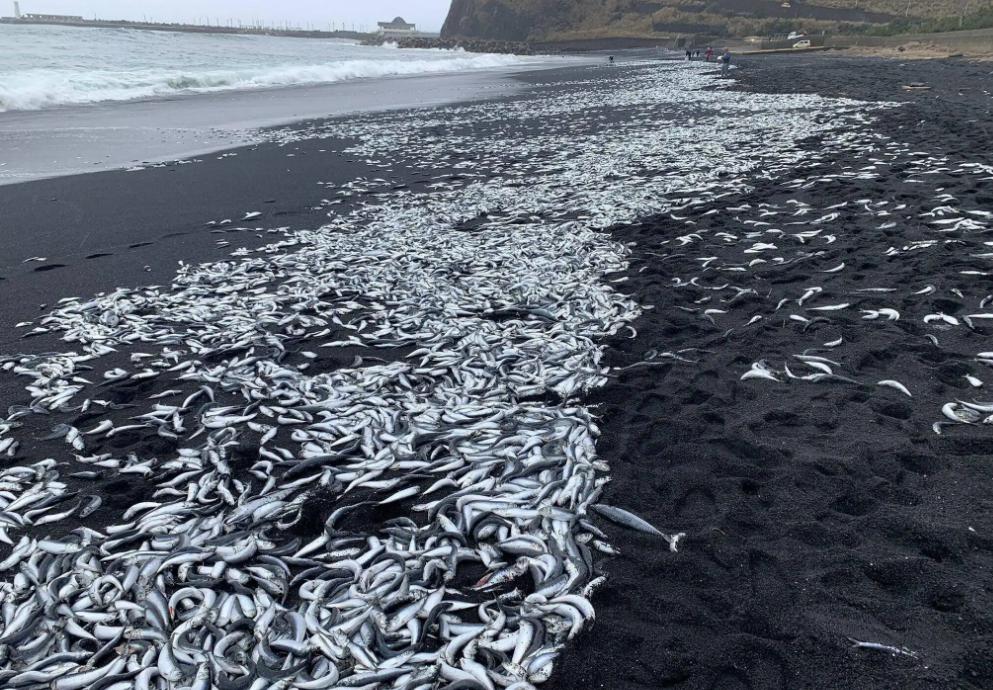 惠州出现大量死鱼？是日本倾泄核废水的结果还是海水遭到污染？