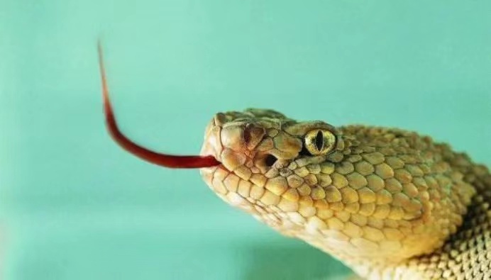 既然蛇没有耳朵，为什么还能听到声音答案可能跟你想得不一样