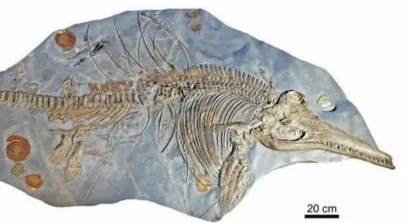 巨型化石在英国被发现，体长高达10米，骨头就有一吨重