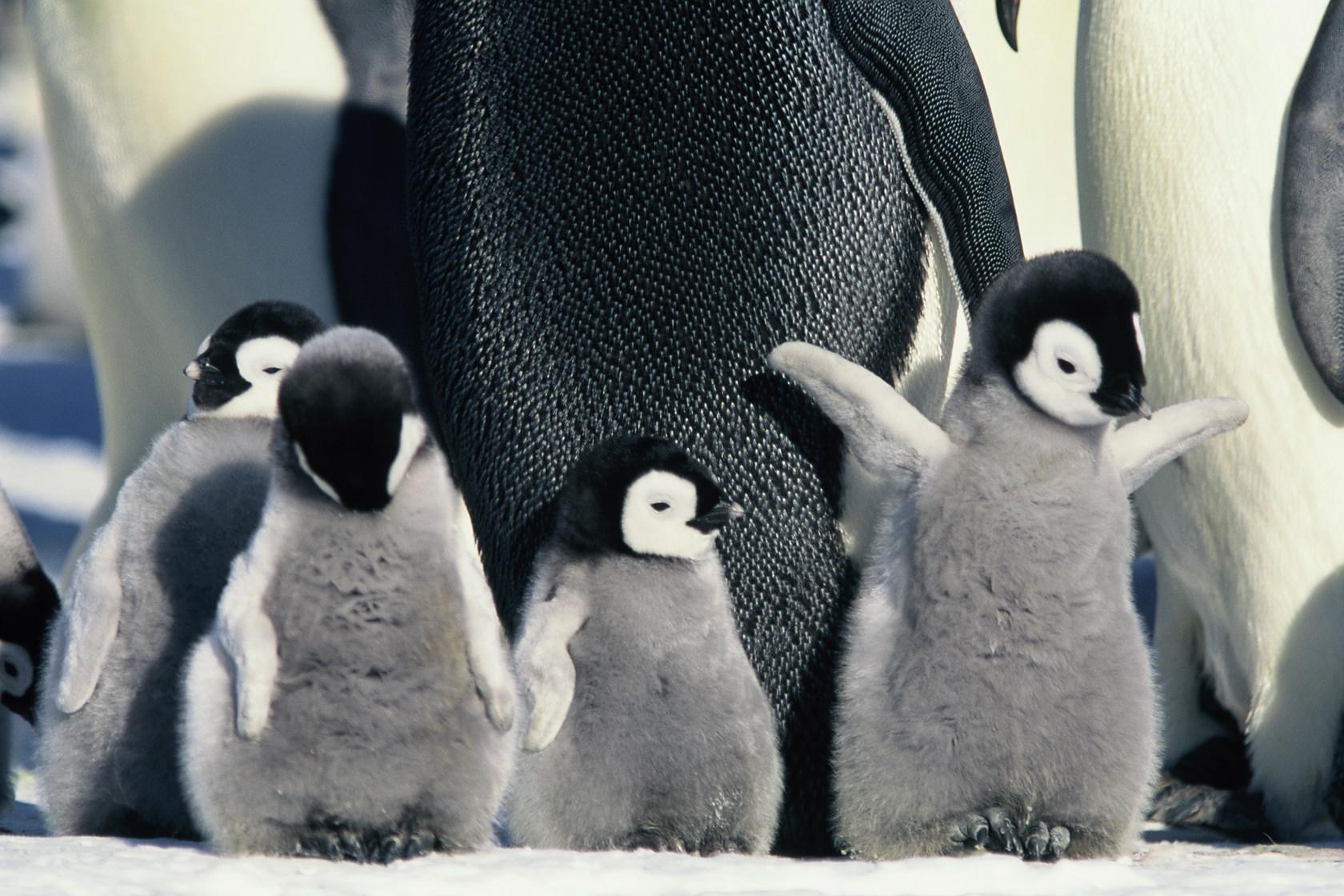 南极上万只企鹅幼崽一夜死亡，这不是第一次（海冰融化）