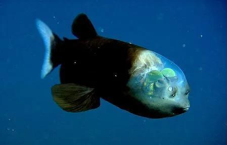 美国西海岸发现外星鱼，长得非常奇怪（幽灵鱼）