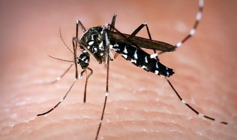 能上热搜的新疆蚊子到底有什么来头，北方蚊子明明更凶