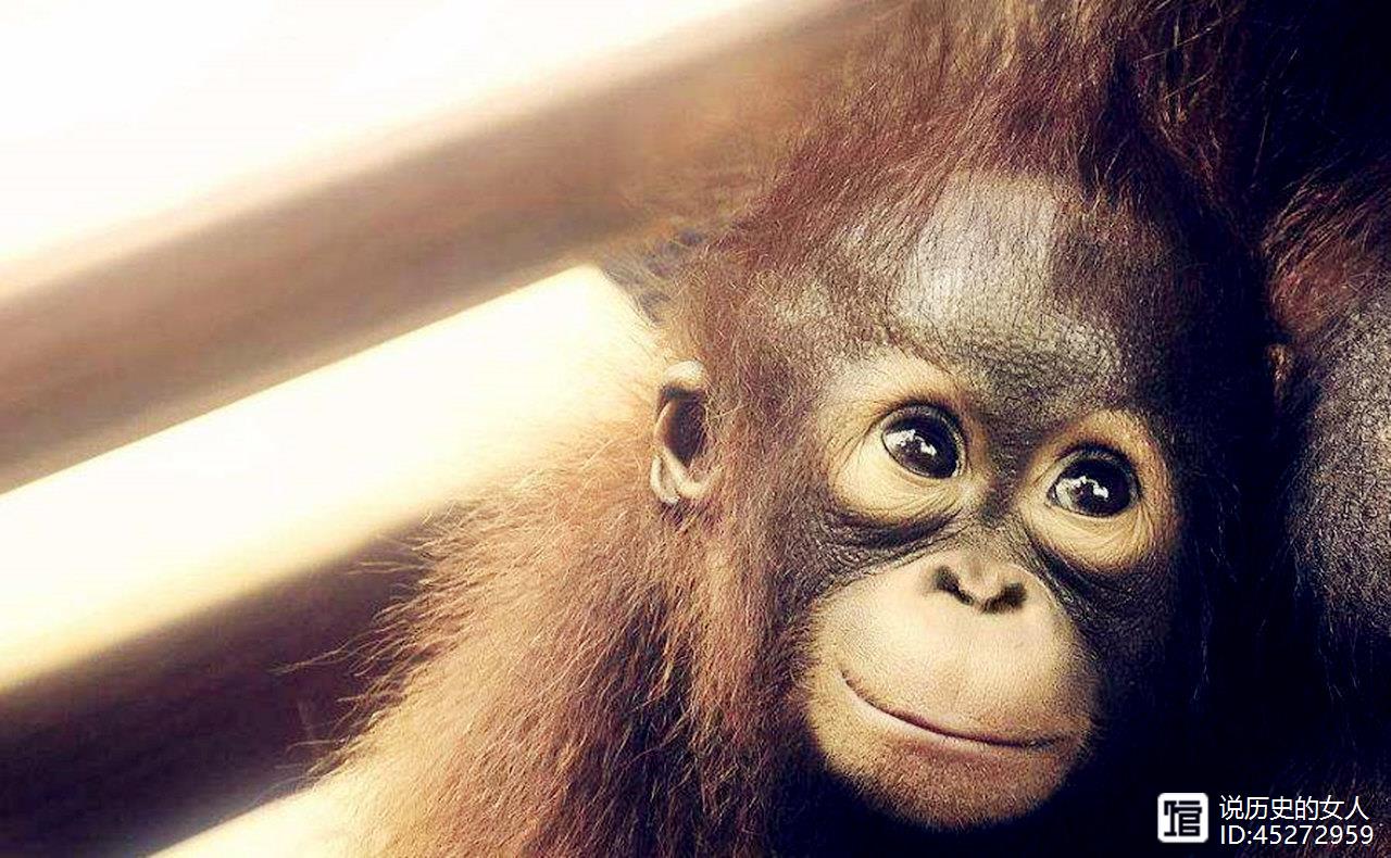 小猩猩被囚，每天化妆喷香水，当性奴6年，被解救后命运如何？