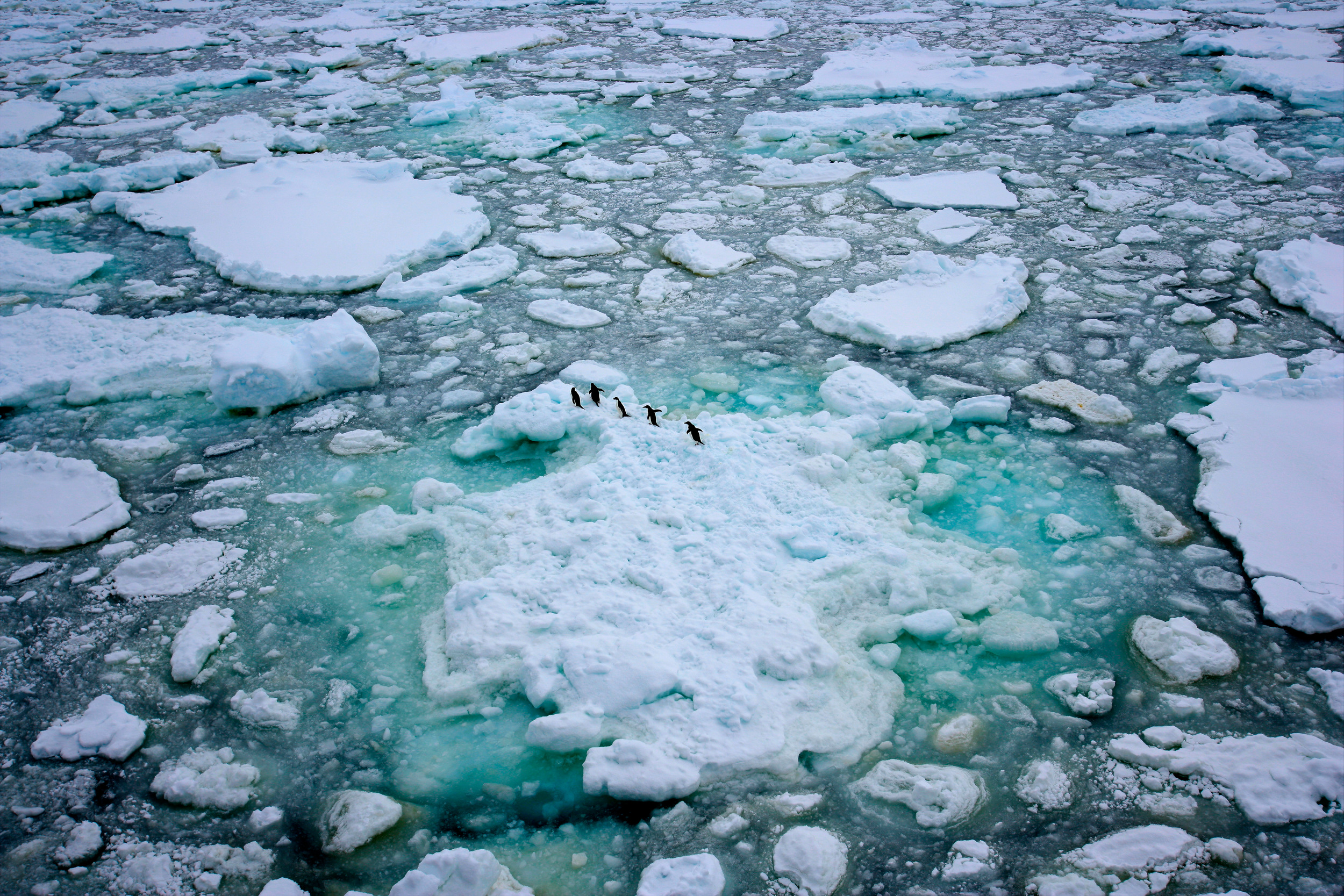 为何南极出现奇异绿色冰山？只因为一种物质（氧化铁）
