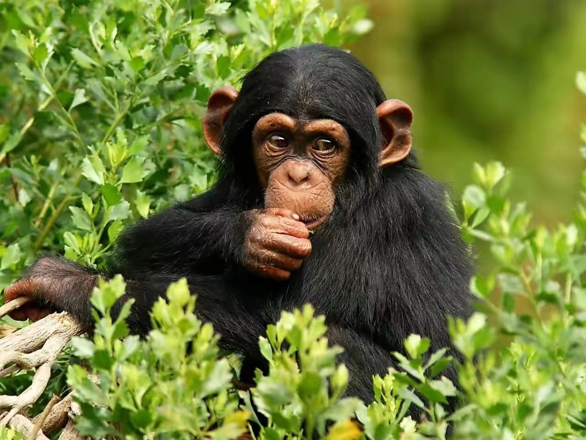 一只大猩猩的幼崽被成年雌性黑猩猩吃掉，这种行为到底预示着什么
