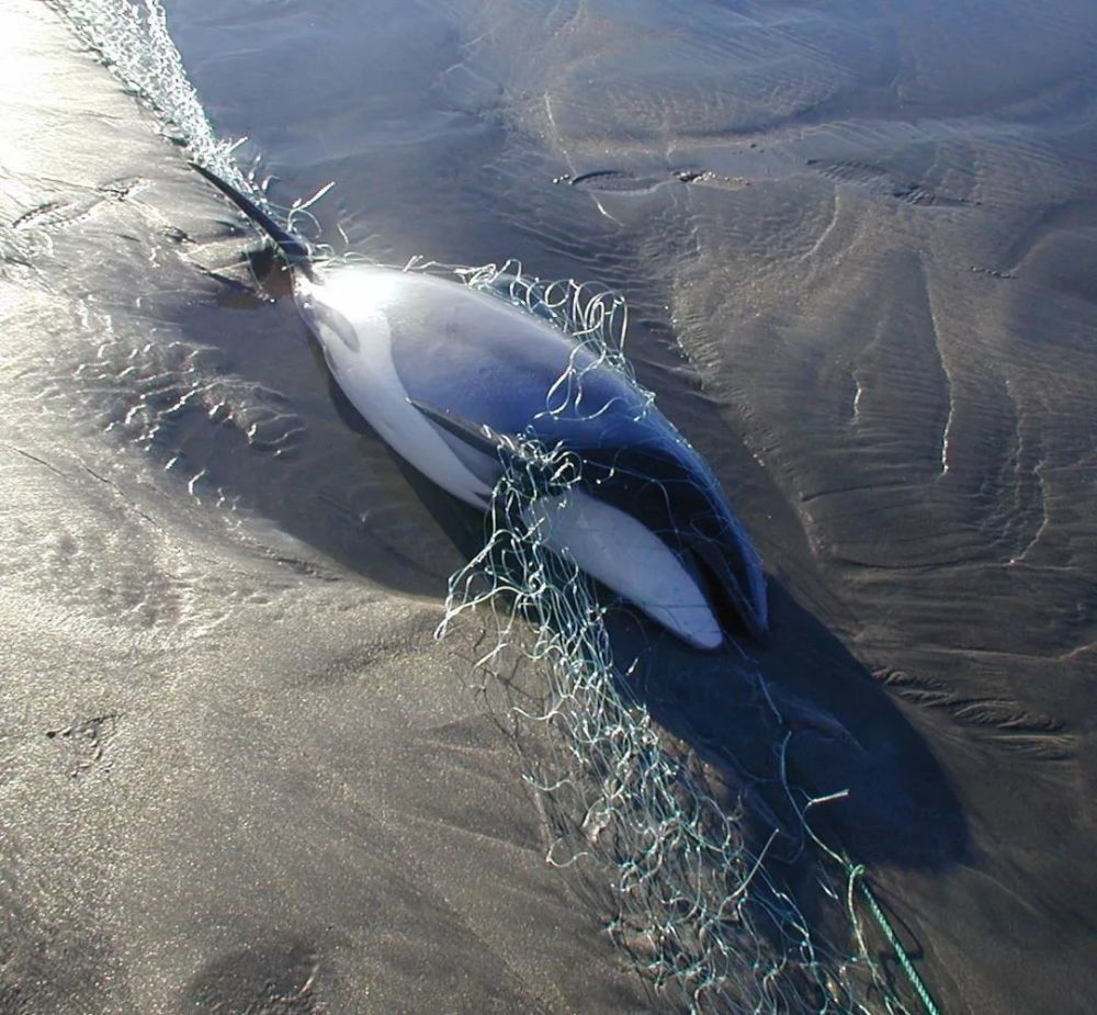 大量海豚阵亡，谁在对最友善动物下毒手？（工业捕鱼）