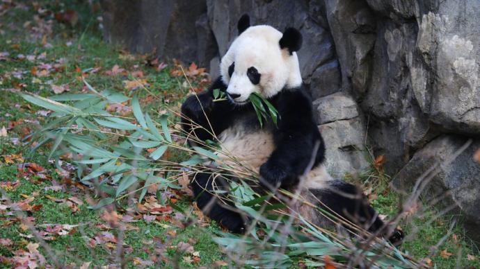 大熊猫吃甘蔗会吐渣吗，很显然不会（饮食方式）