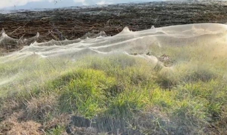 澳大利亚极端天气逼疯动物，蜘蛛疯狂织网，海滩变成盘丝洞？