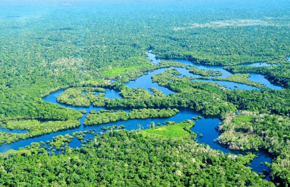 亚马逊雨林出现不应该有的生物，它莫名死在这里（原因至今成谜）