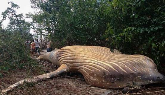 亚马逊雨林出现不应该有的生物，它莫名死在这里（原因至今成谜）