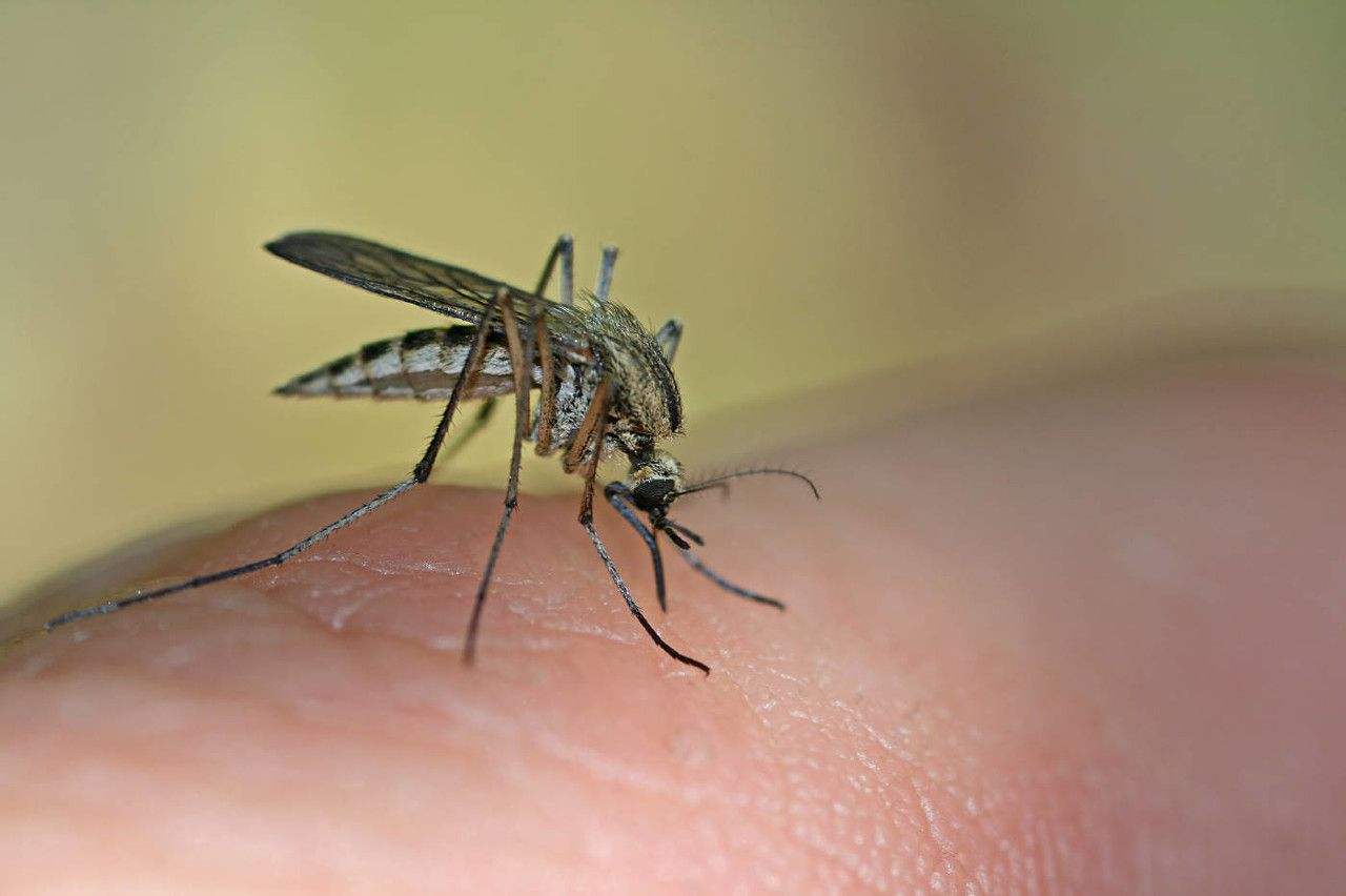 广州一家工厂一周放出五百万只蚊子，为啥要这样（防止灭绝）