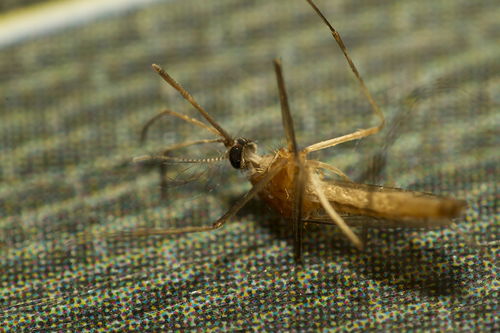 广州一家工厂一周放出五百万只蚊子，为啥要这样（防止灭绝）
